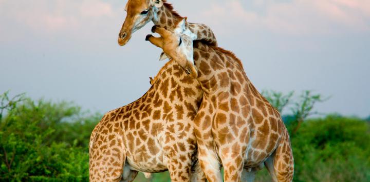 Reino Animal